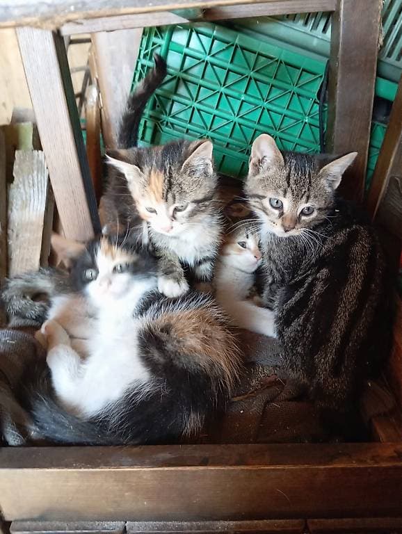 Regalo 4 gattini ( 3 Femmine e 1 Maschio )