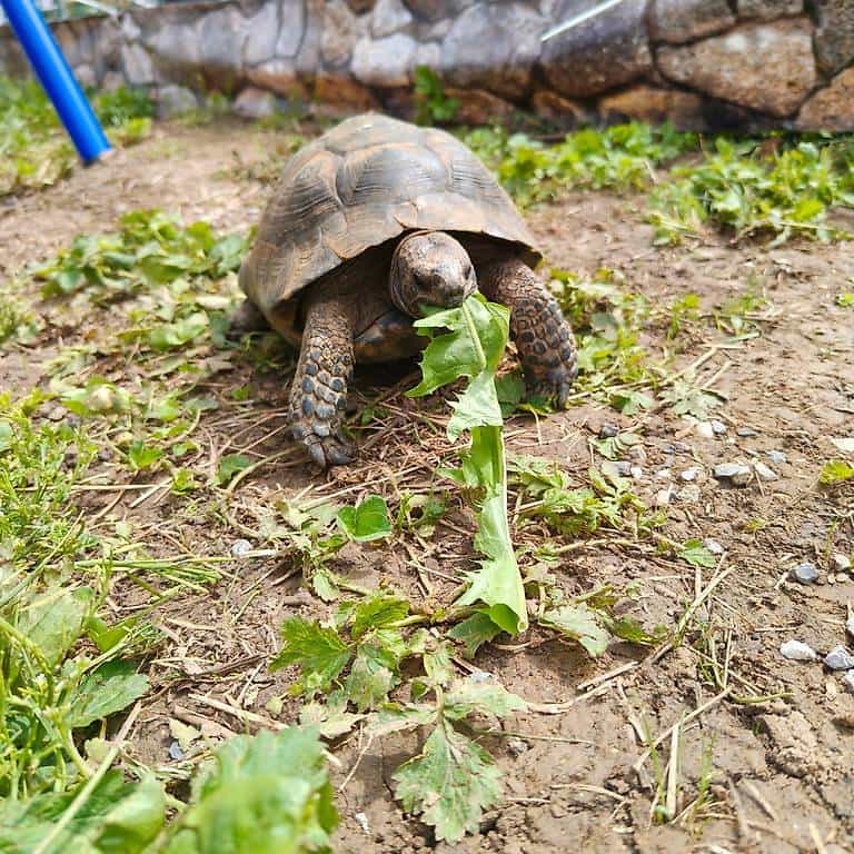 Griechische Landschildkröten