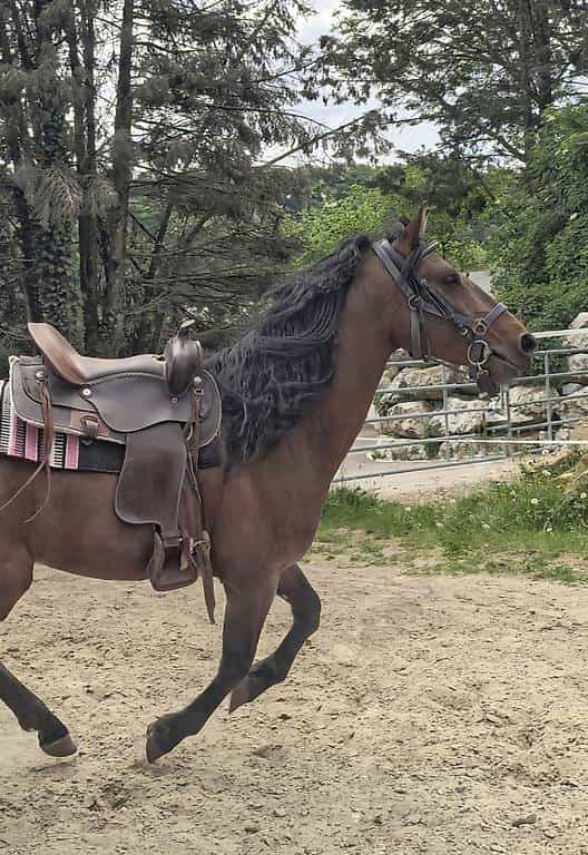 Magnifique cheval 5 ans