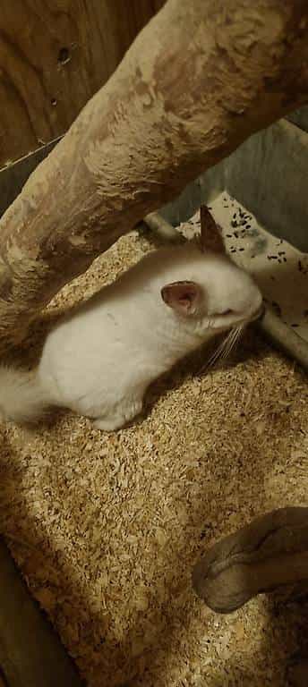 Herzliche chinchilla. Gratis