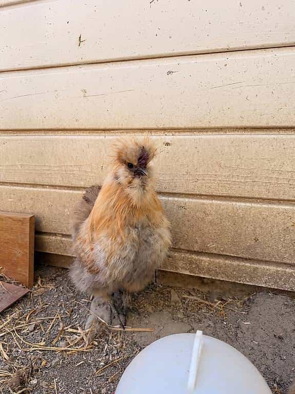 Coq à donner