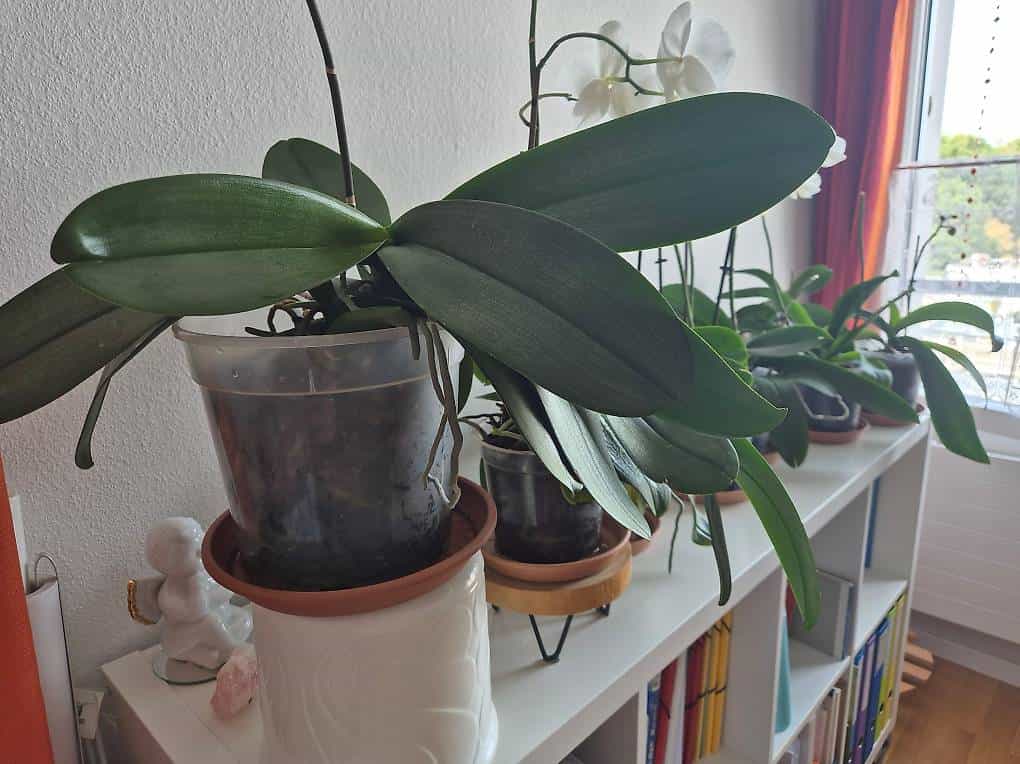 Gratis: Orchideen