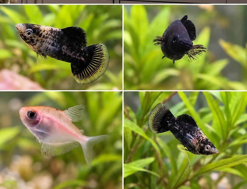 Fische und Schnecken suchen neues Zuhause