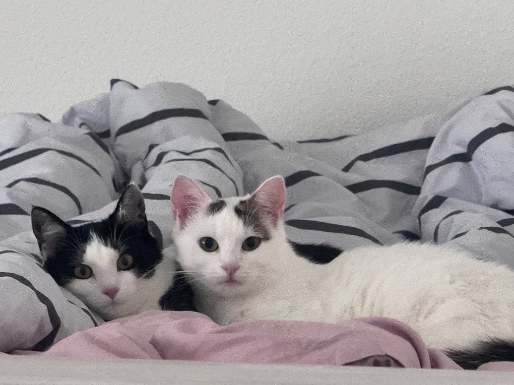 Nala & Shirin suchen ein liebevolles Zuhause