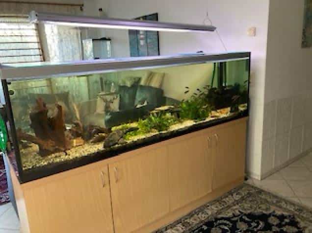 Aquarium mit Fischen und Technik