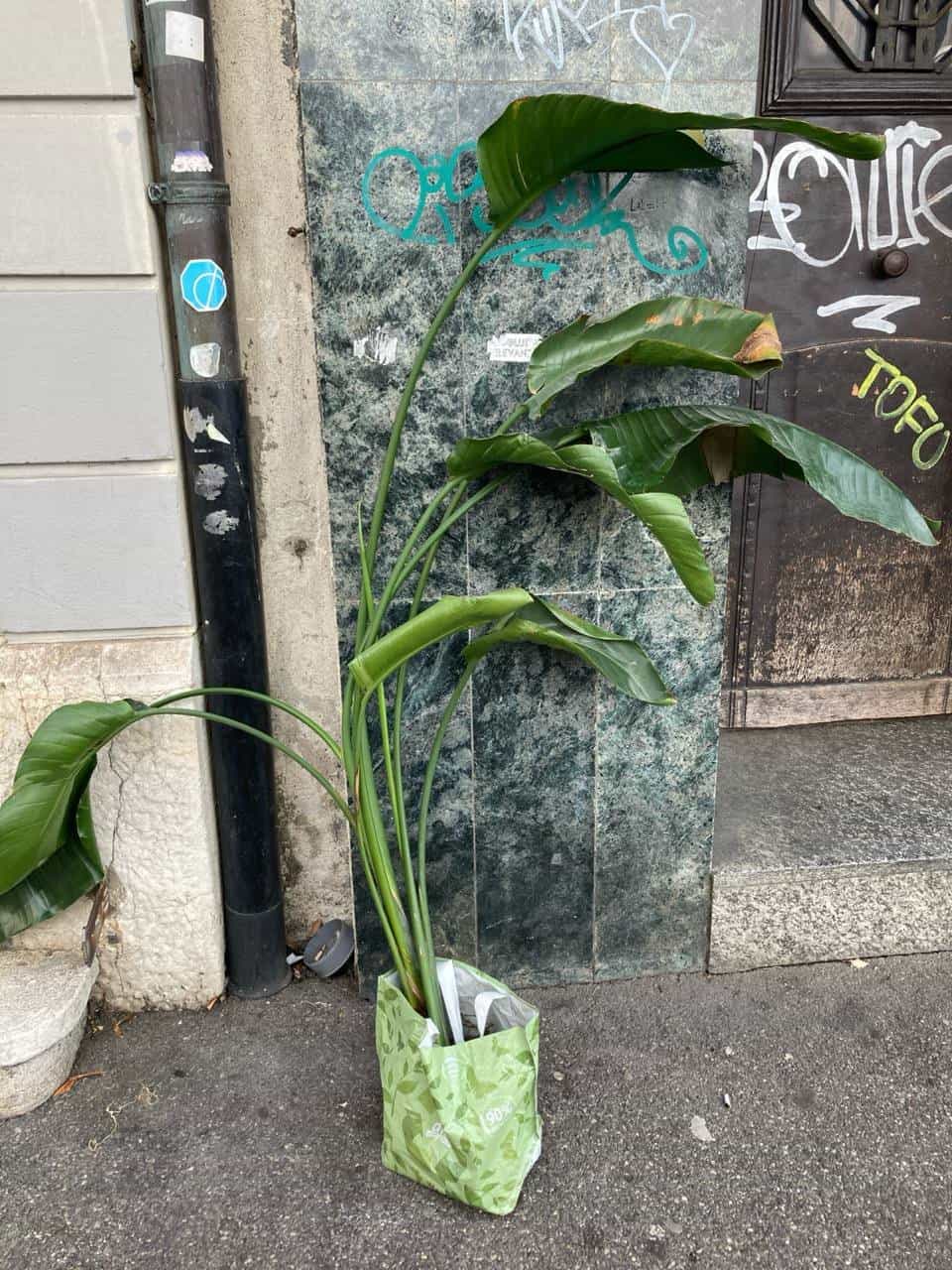 Große Zimmerpflanze