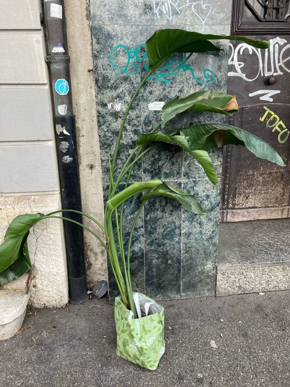 Große Zimmerpflanze