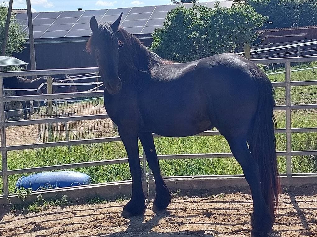 A vendre pouliche arabo-frison