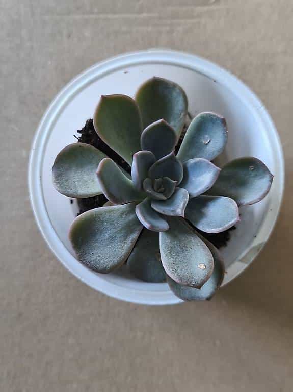 Donne : belle succulente Echeveria