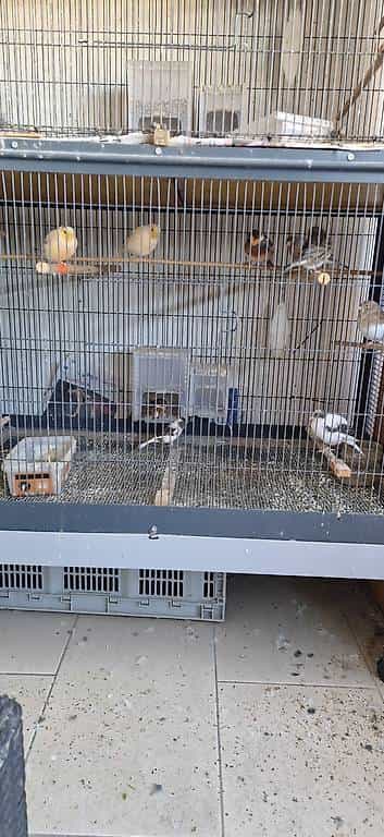 Canari la peca