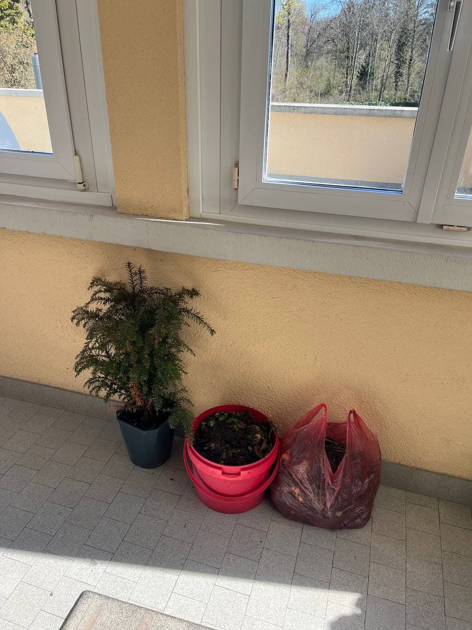 Pflanze und Wurmkompost