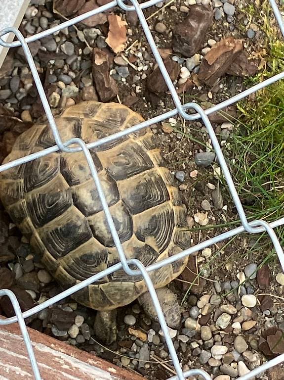 Zu verschenken: 2 GRIECHISCHE LANDSCHILDKRÖTEN