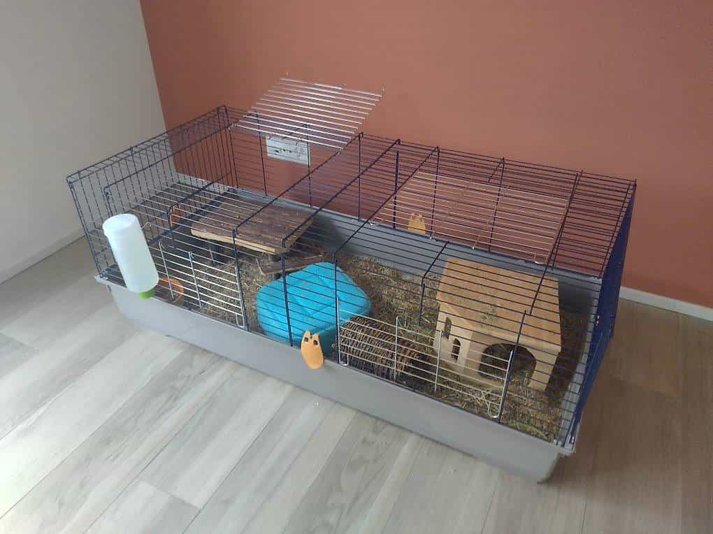 Cochon d'inde et cage