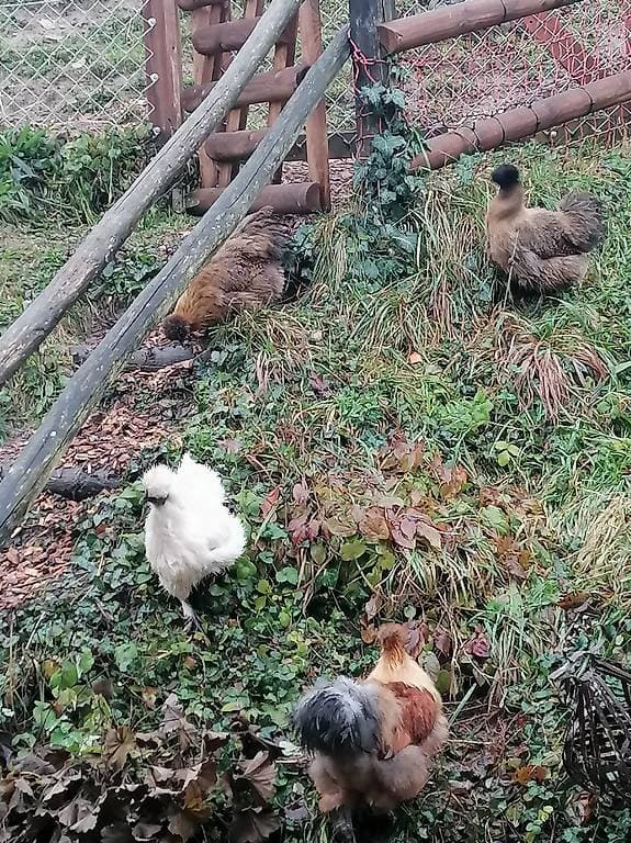 Seidenhühner mit Seidenhähne