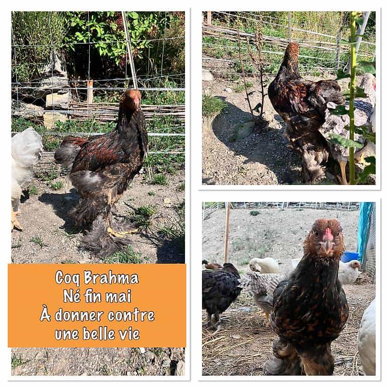 Coq Brahma a donner