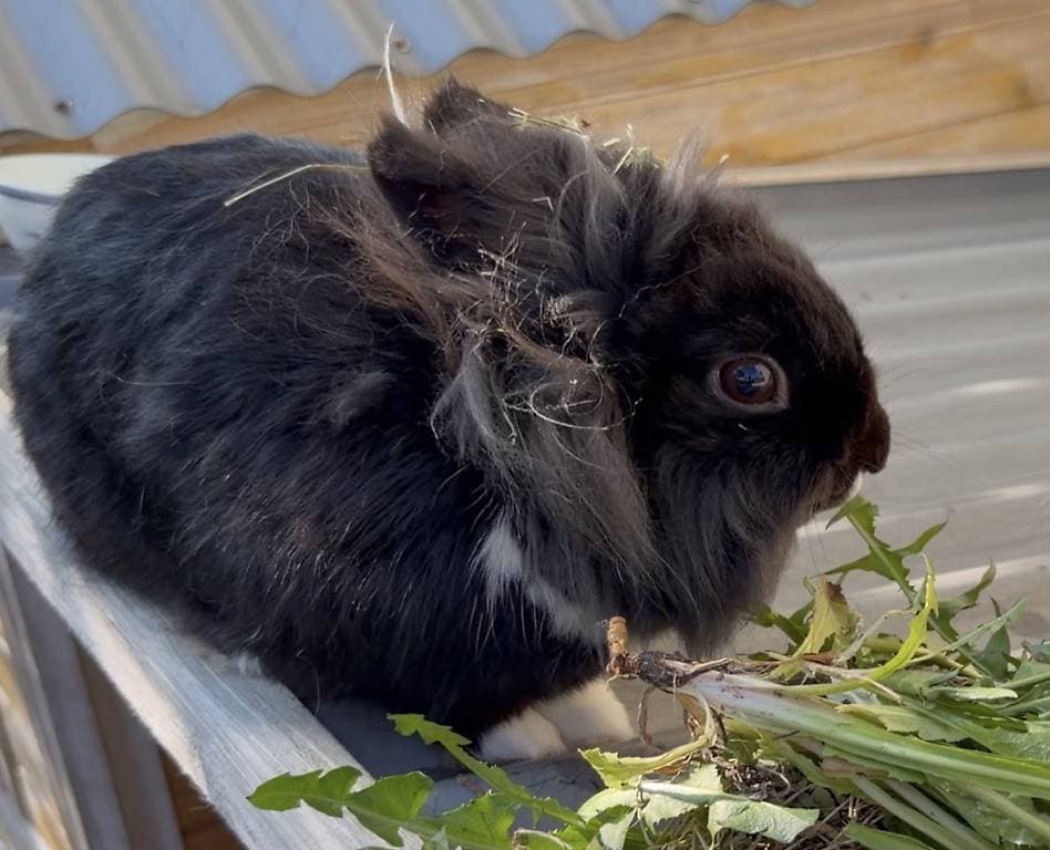 Lapin tête de lion, mâle