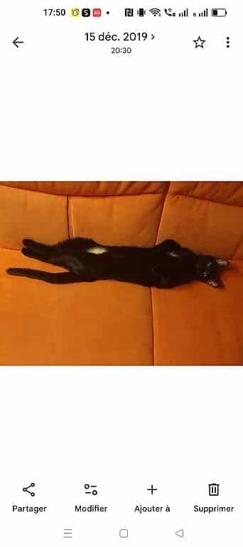 Minette à donner
