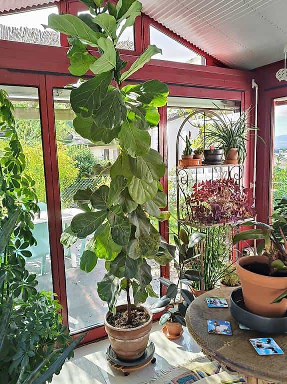 À DONNER : Ficus lyrata