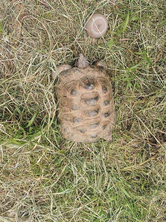 4 Maurische Landschildkröten