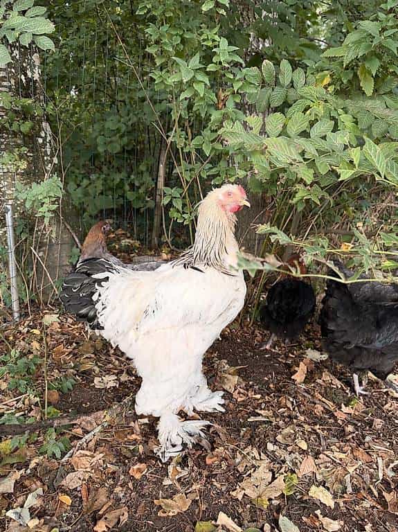 Jeune coq Brahma