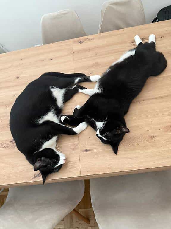Urgent Donne deux chats très affectueux contre bons soins