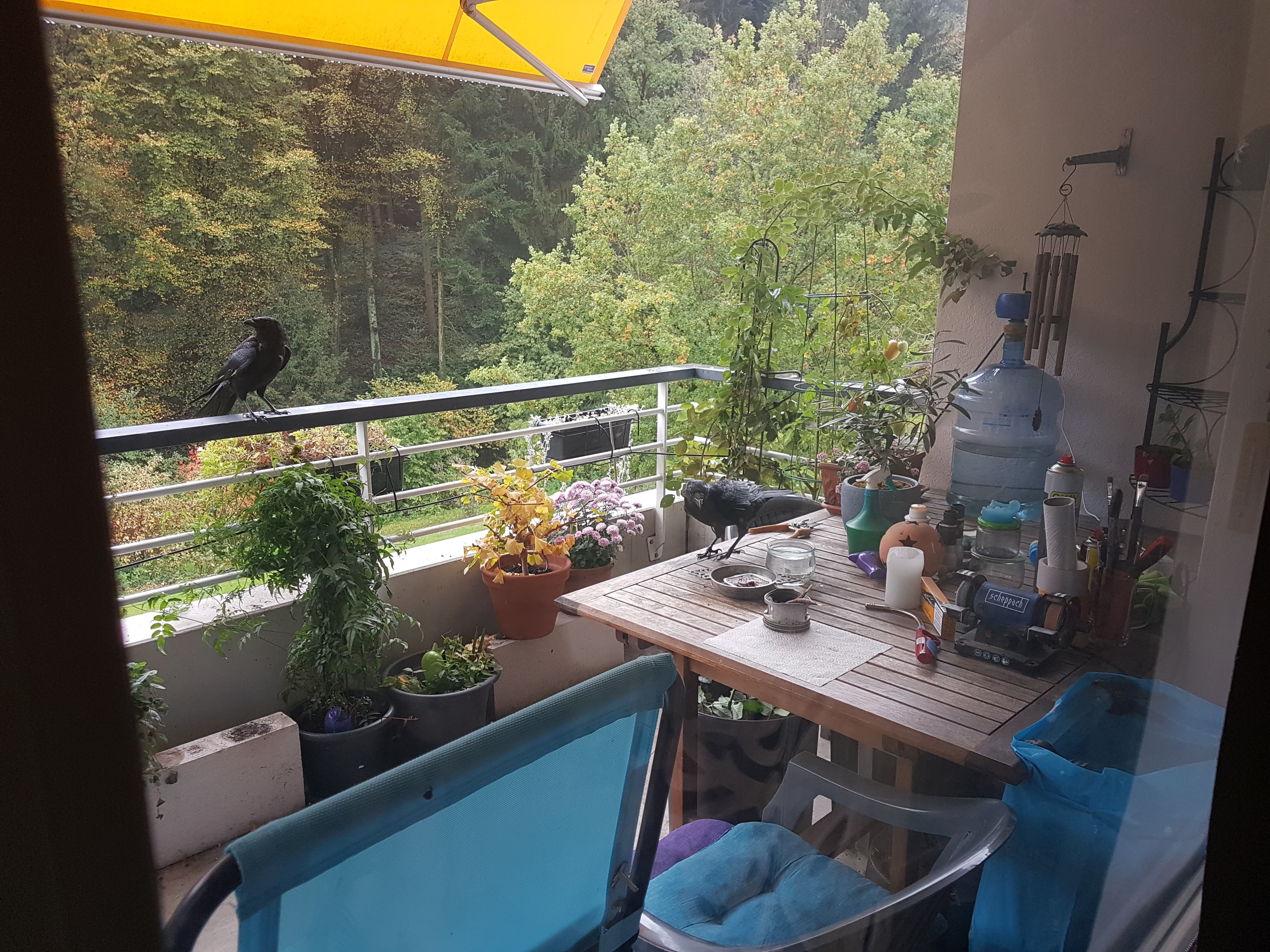 ca. 20 Pflanzen aus Nachlass & div. Gartenartikel