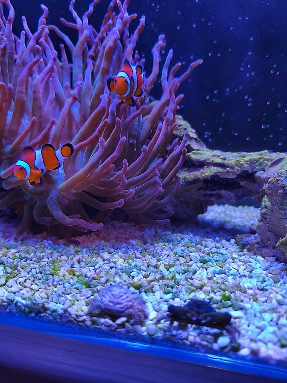 Clownfischpärchen Anemonen gewöhnt