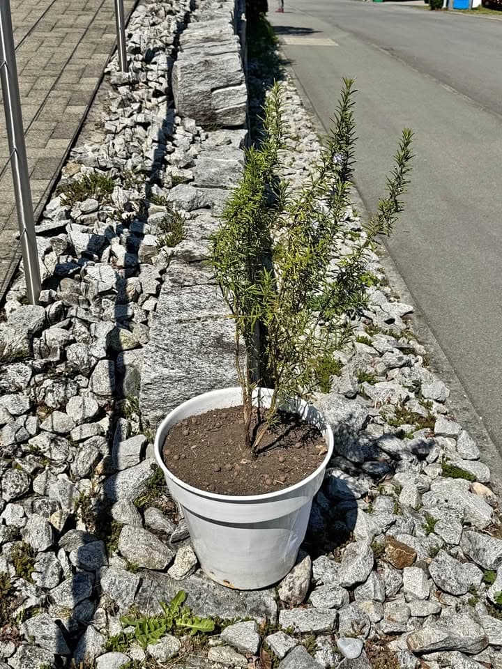 Rosmarin- Gratis-reserviert