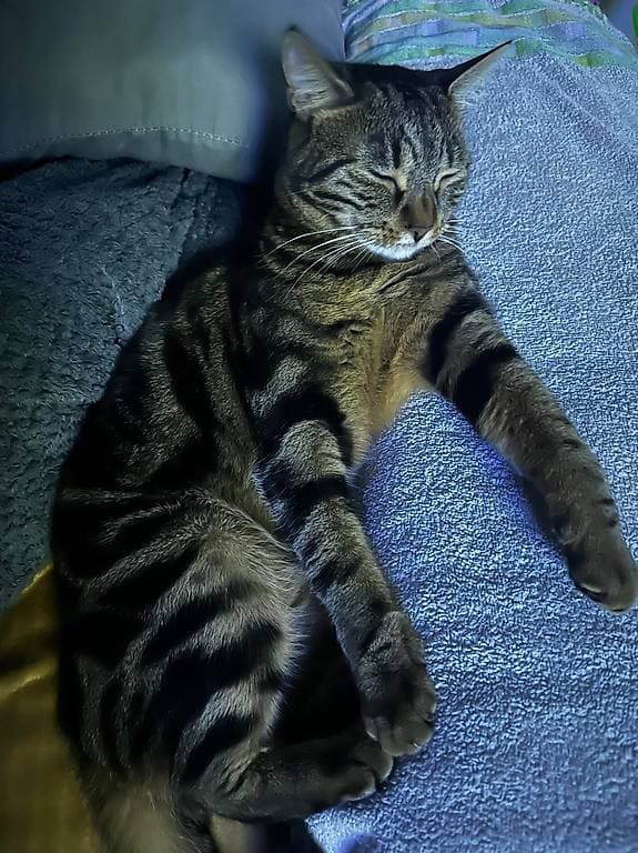 Recherche chaton adopté