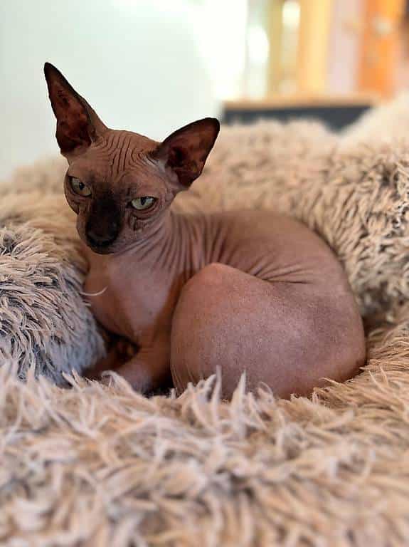 Chatte retraitée d élevage à placer