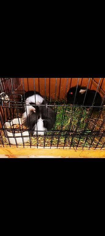 2 lapines angora à donner