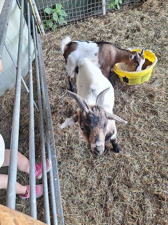 Bouc nain