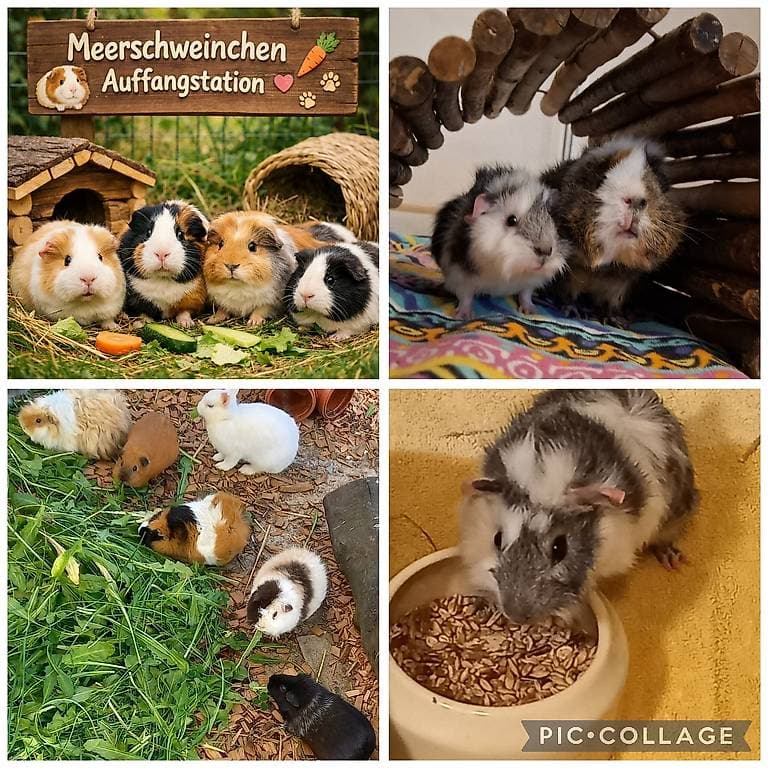 Meerschweinchen Auffangstation