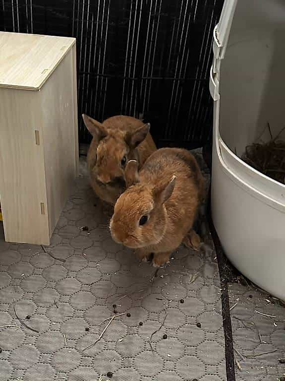 Deux adorables lapins nains beige et noir 6 mois