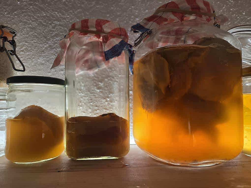 Scoby Teepilz Kombucha Kultur