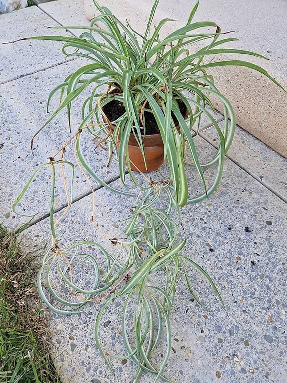 Plante verte à donner contre bons soins