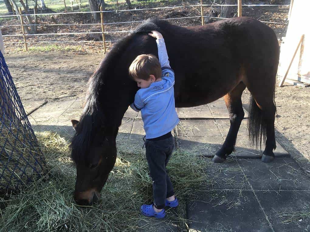 Dartmoor-Pony sucht liebevolles Zuhause
