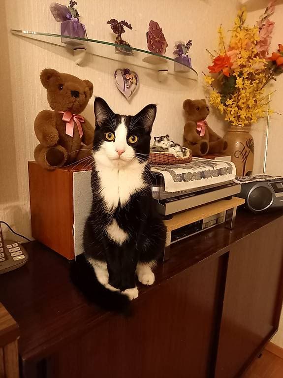 Chat à donner contre bons soins