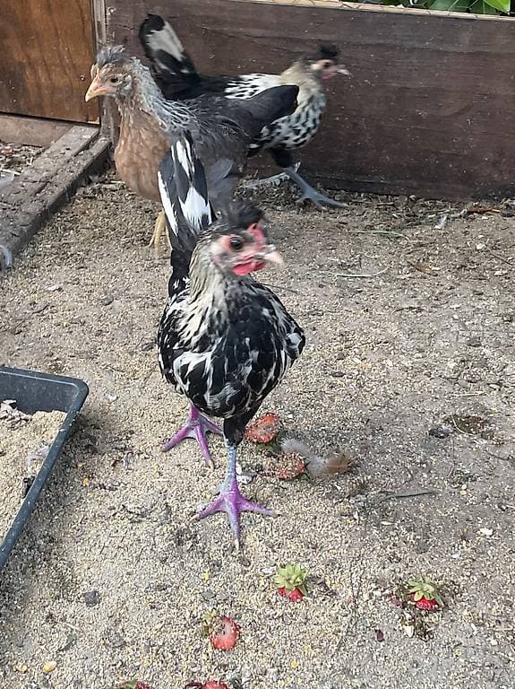 Jeune coq Appenzellois Huppés (7semaines)