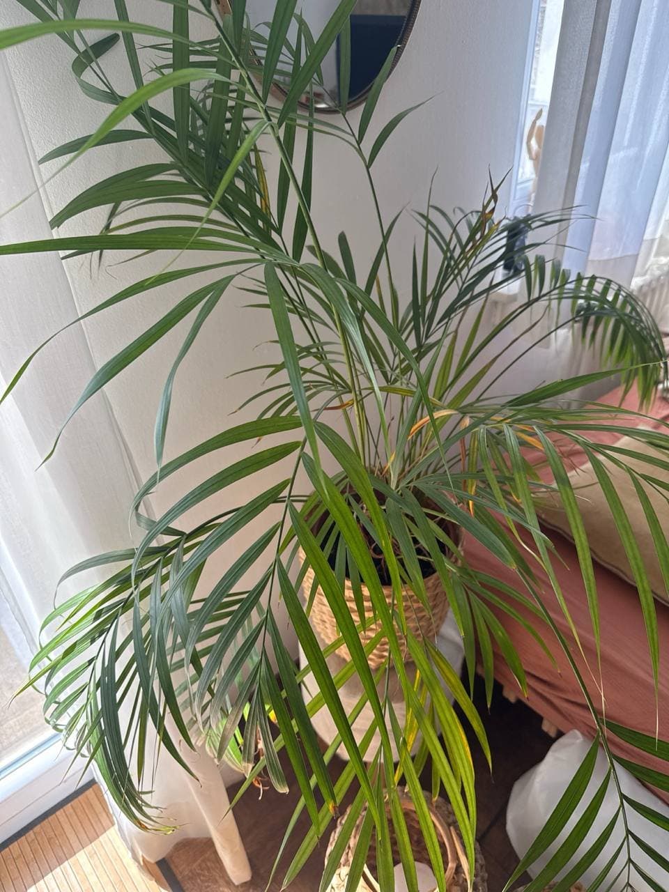 Zimmerpflanze - Palme