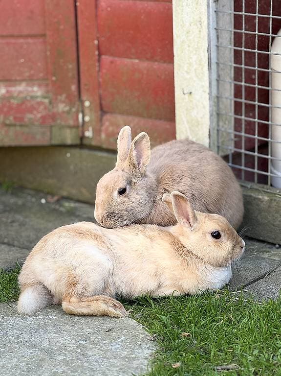3 zwergkaninchen