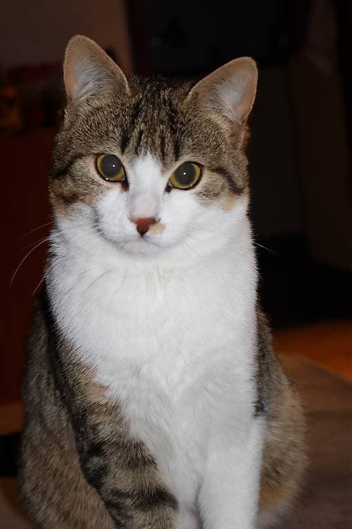 Katzen weibchen sucht liebes Zuhause
