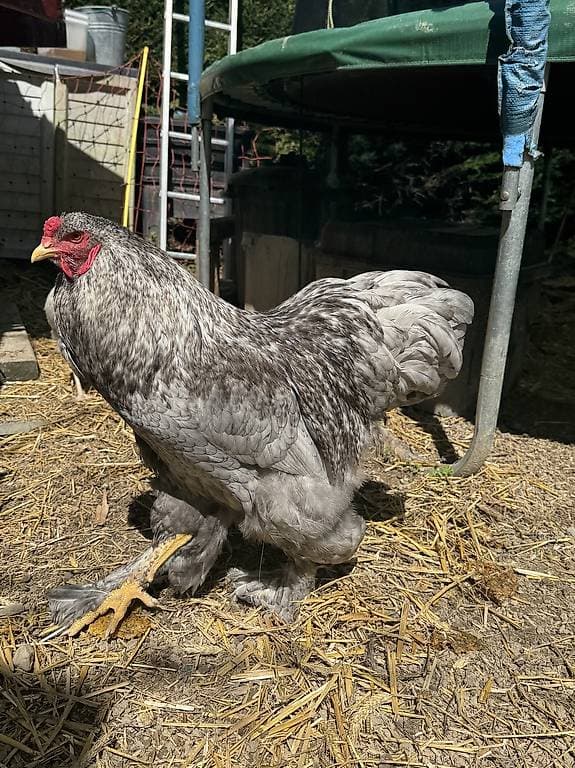 Jeune coq Brahma
