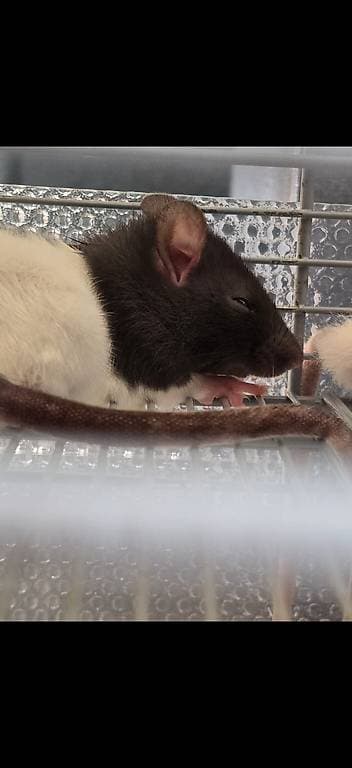 2 petites femelles rats