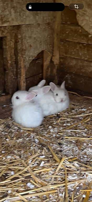 Bebés lapins