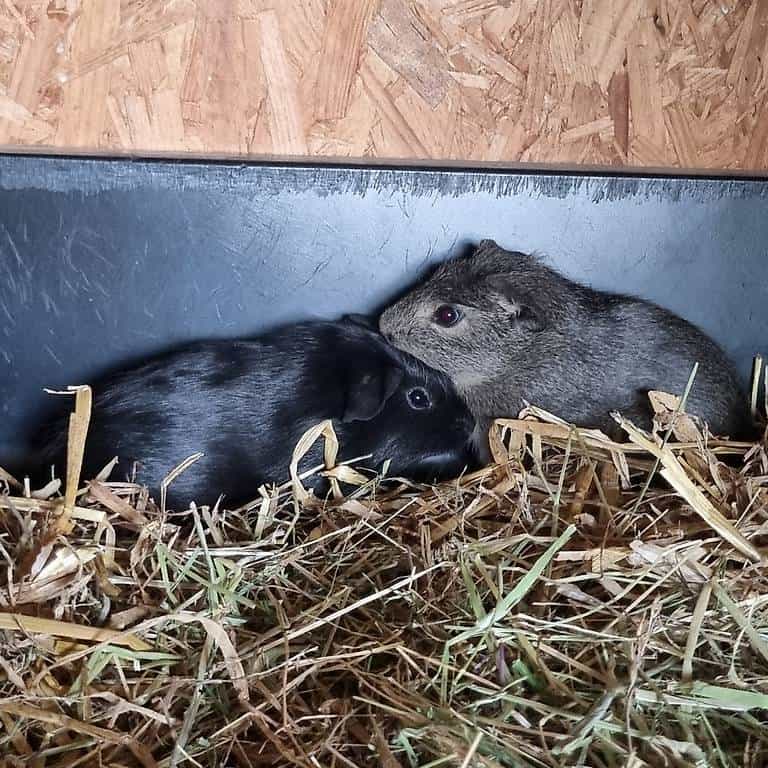 Junge Meerschweinchen Böcke
