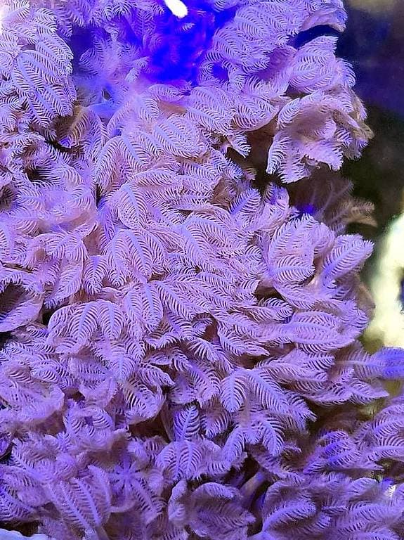 Xenia Umbellata pumping corail