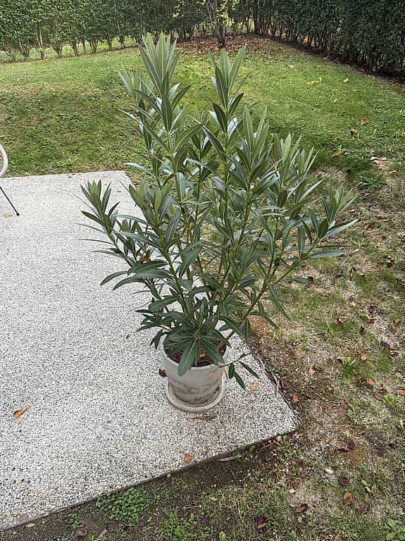 Schöner Oleander