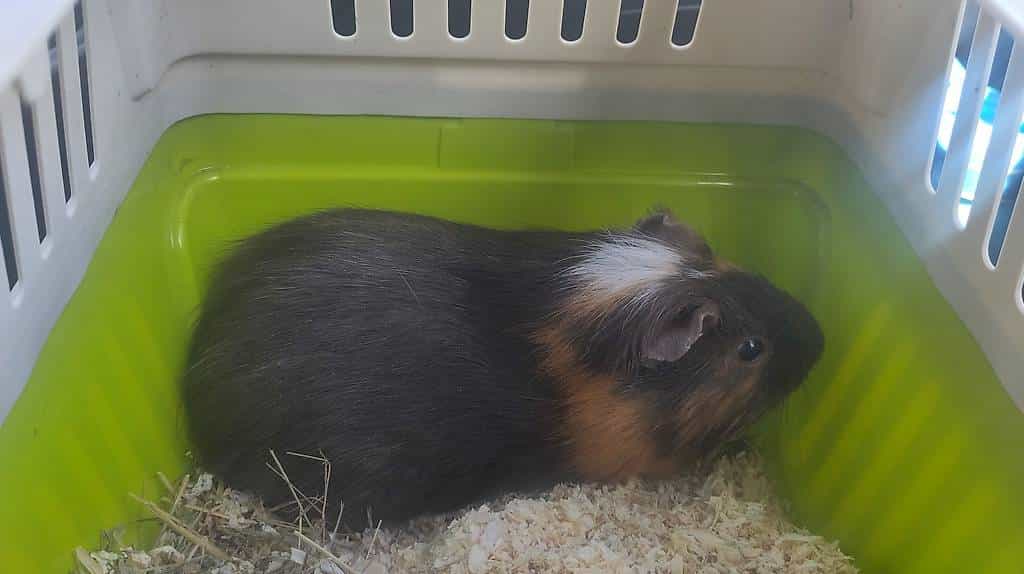 Meerschweinchen Böckli