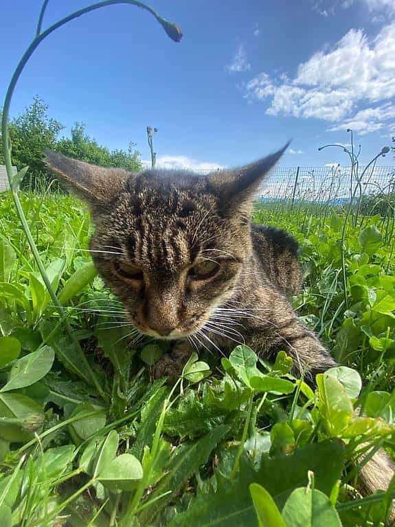 Cat sitter disponible Genève